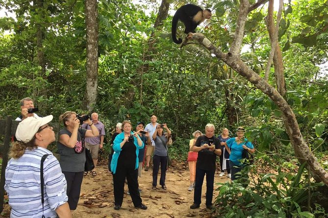 Sloths Lovers Tour. Puerto Limon Shore Excursion - Transportation, Group Feel, and Why Timing Can Be Everything