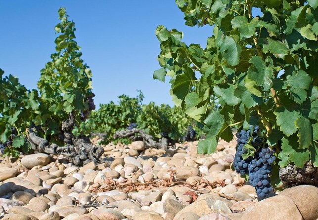 Small Group Marseille Shore Excursion : Avignon & Chateauneuf du Pape Wine Tour - Key highlights at a glance