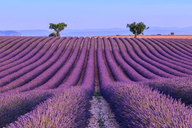 Small Group Marseille Shore Excursion: Lavender Tour - Key highlights