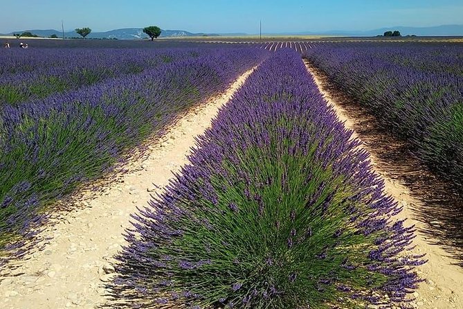 Small Group Marseille Shore Excursion: Lavender Tour - Comfort and pacing in a minivan for up to 8 people