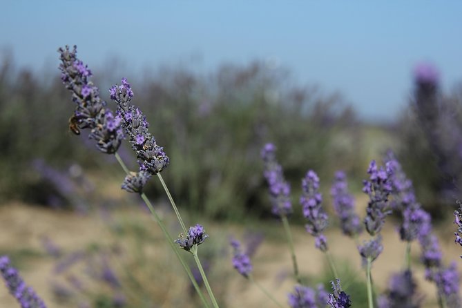 Small Group Marseille Shore Excursion: Lavender Tour - Plateau de Valensole: the lavender-field photo hour you’ll actually remember