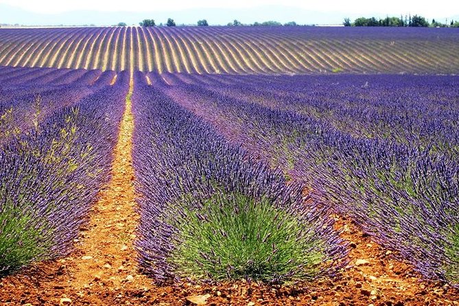 Small Group Marseille Shore Excursion: Lavender Tour - What extra moments you might get with the guide