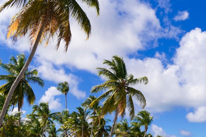 St Maarten Shore Excursion: Orient and Maho Beach Half-Day Tour - What the included drinks feel like on a cruise day