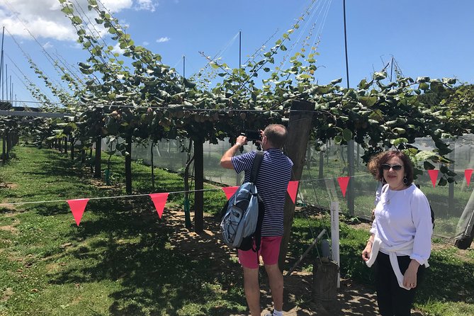 Tauranga Shore Excursion: History & Kiwifruit Tasting – 4 Hours - Key Points You’ll Appreciate