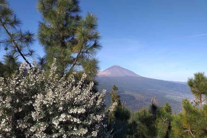 Teide essential Shore Excursion VIP TOUR - Plaza del Adelantado and La Laguna’s UNESCO pulse