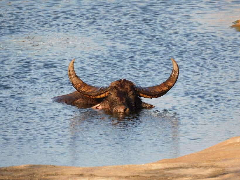 Udawalawe Safari Tour from Hambantota Port (Shore Excursion) - Booking Tips That Improve Your Chances (Without Guarantees)