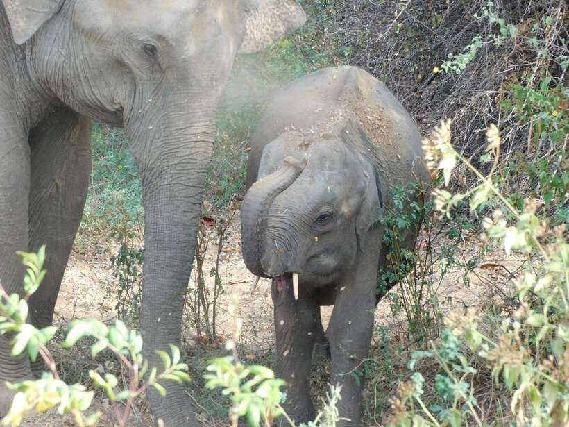 Udawalawe Safari Tour from Hambantota Port (Shore Excursion) - Price and Value: What $67 Covers (and What Costs Extra)