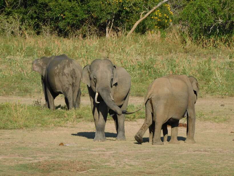 Udawalawe Safari Tour from Hambantota Port (Shore Excursion) - Timing and Logistics: How to Stay Relaxed on Cruise Day