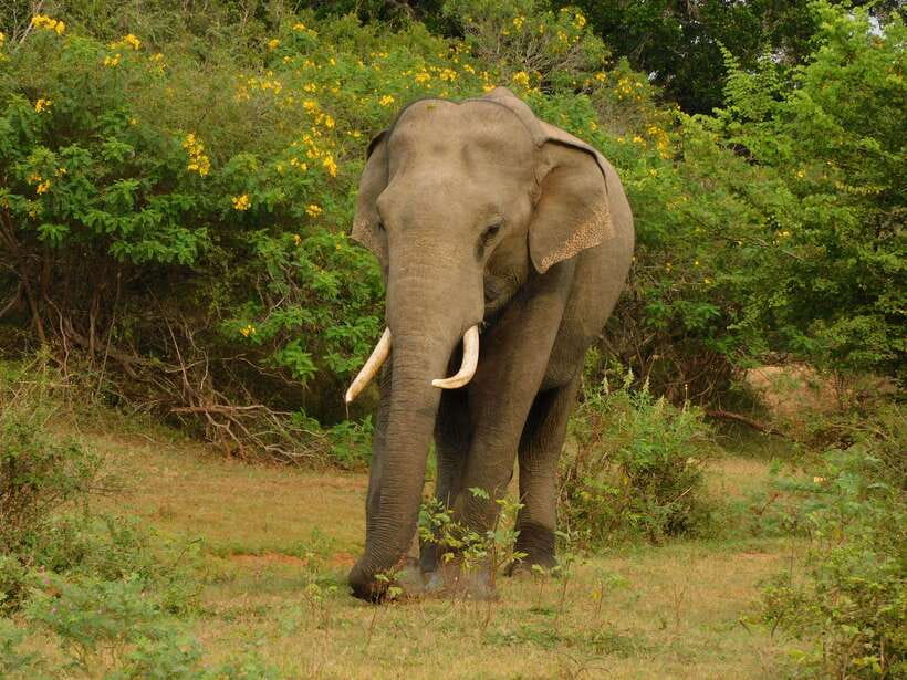 Udawalawe Safari Tour from Hambantota Port (Shore Excursion) - Who Should Book This Udawalawe Safari Shore Excursion