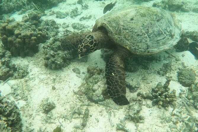 Ultimate Upolu Highlights Tour – Apia Cruise Ship Shore Excursion - The Small-Group Difference: Comfort, Care, and Local Info