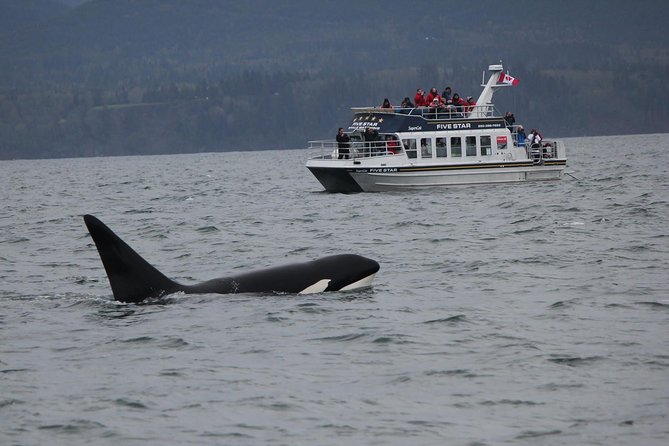 Victoria Shore Excursion: Whale-Watching Cruise with Expert Naturalist Guides - Key takeaways before you go