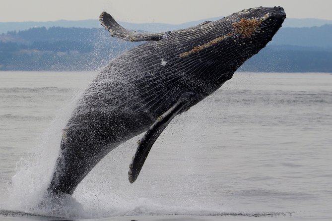 Victoria Shore Excursion: Whale-Watching Cruise with Expert Naturalist Guides - Getting to the Boat: Victoria Harbour Airport at 950 Wharf St