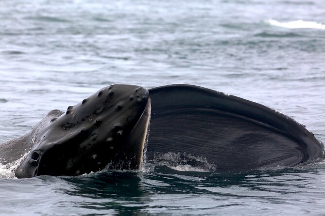 Victoria Shore Excursion: Whale-Watching Cruise with Expert Naturalist Guides - Stop 1: Five Star Whale Watching and the Orca Spotting Focus