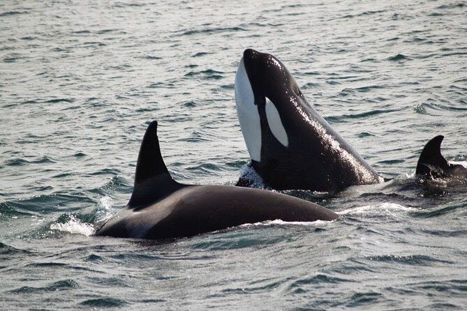 Victoria Shore Excursion: Whale-Watching Cruise with Expert Naturalist Guides - Stop 2: The British Columbia Stretch and How the Captain Reads the Water