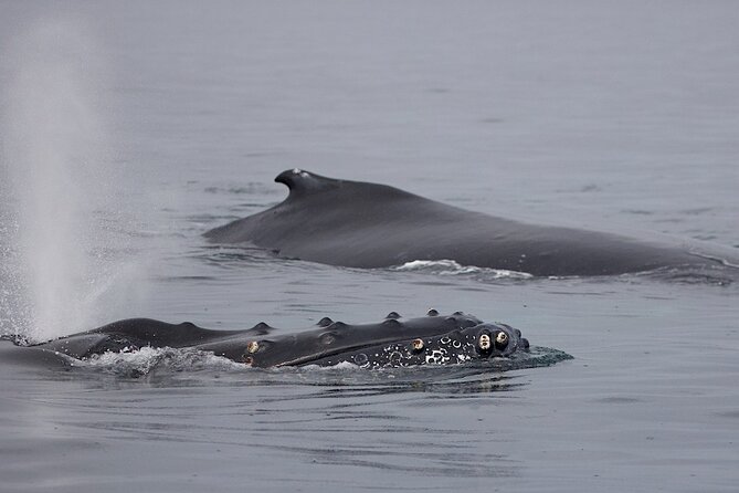 Victoria Shore Excursion: Whale-Watching Cruise with Expert Naturalist Guides - Orca, Humpback, and Friends: Marine Life You Can Expect