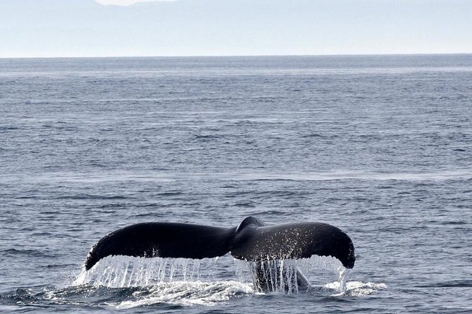 Victoria Shore Excursion: Whale-Watching Cruise with Expert Naturalist Guides - Comfort and Small Perks That Make a Real Difference