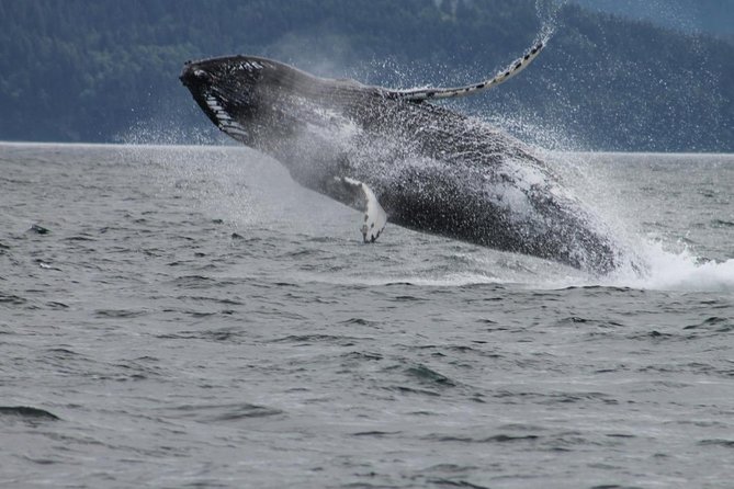 Victoria Shore Excursion: Whale-Watching Cruise with Expert Naturalist Guides - The Boat Experience: Indoor Comfort, Outdoor Views, and a Smooth Ride
