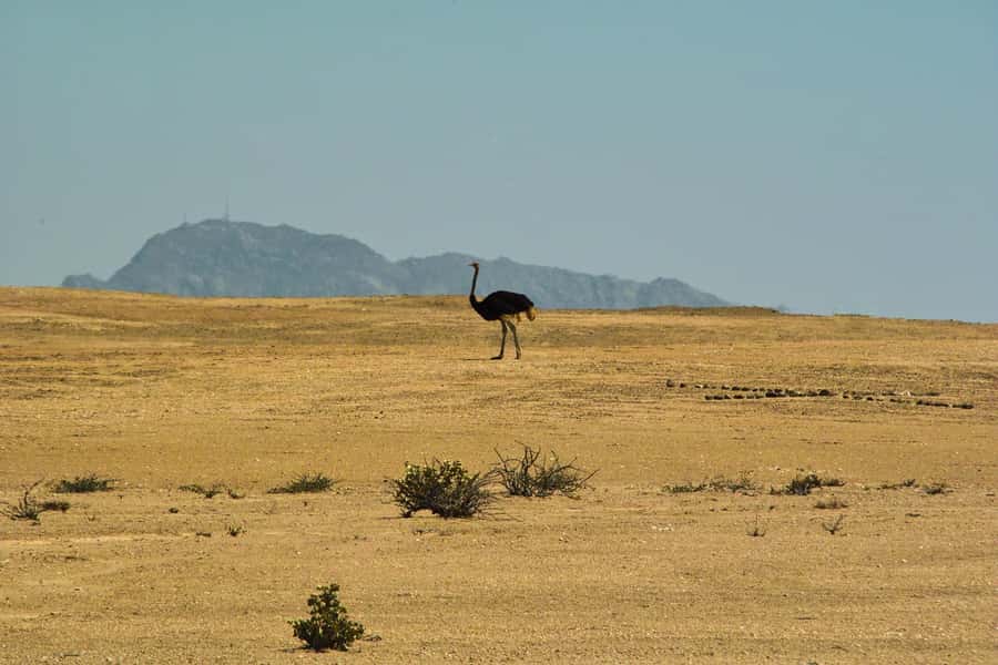 Walvis Bay Shore Excursion: Flamingos, Dune 7, Swakopmund - From Walvis Bay Port: easy start, no guesswork