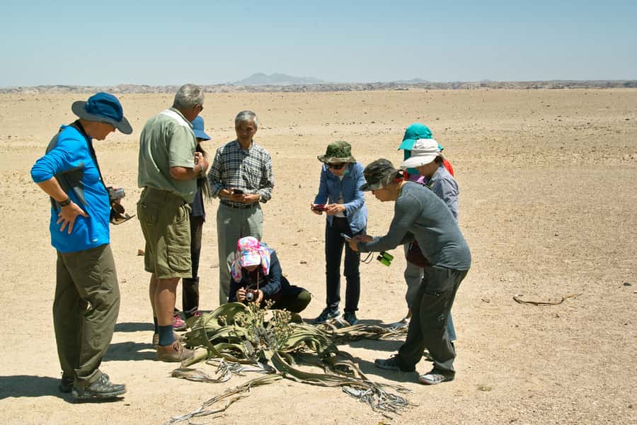 Walvis Bay Shore Excursion: Flamingos, Dune 7, Swakopmund - Flamingo Lagoon time: seeing thousands up close