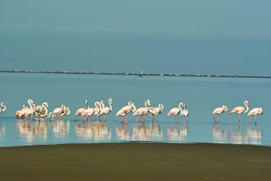 Walvis Bay Shore Excursion: Flamingos, Dune 7, Swakopmund - Guides and small-group feel: expect real explanations