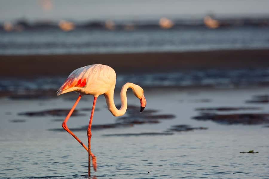 Walvis Bay Shore Excursion: Flamingos, Dune 7, Swakopmund - Comfort, limitations, and who should skip this day