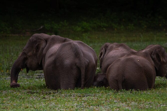Yala National Park Safari from Hambantota port (Shore Excursion) - Port logistics in Hambantota: the one thing you should prepare for