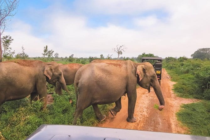 Yala National Park Safari from Hambantota port (Shore Excursion) - Price and value: $45 plus a $40 ticket is still workable