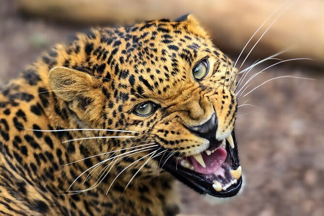 Yala National Park Safari from Hambantota port (Shore Excursion) - Small group size: how max 6 travelers changes your safari