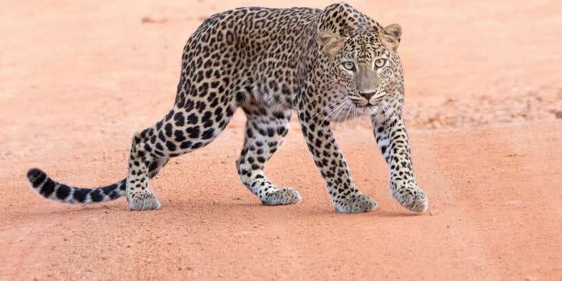 Yala Safari Tour from Hambantota Port area (Shore Excursion) - The 5-Hour Safari Game Plan Inside Yala