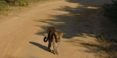 Yala Safari Tour from Hambantota Port area (Shore Excursion) - Getting Found at the Port: Look for the Wild Dreams Board