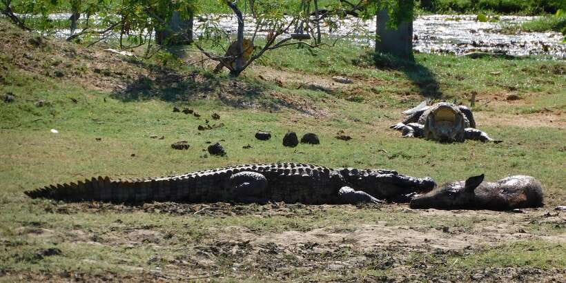 Yala Safari Tour from Hambantota Port area (Shore Excursion) - Elephants, Leopards, Crocs, and the Bird Checklist