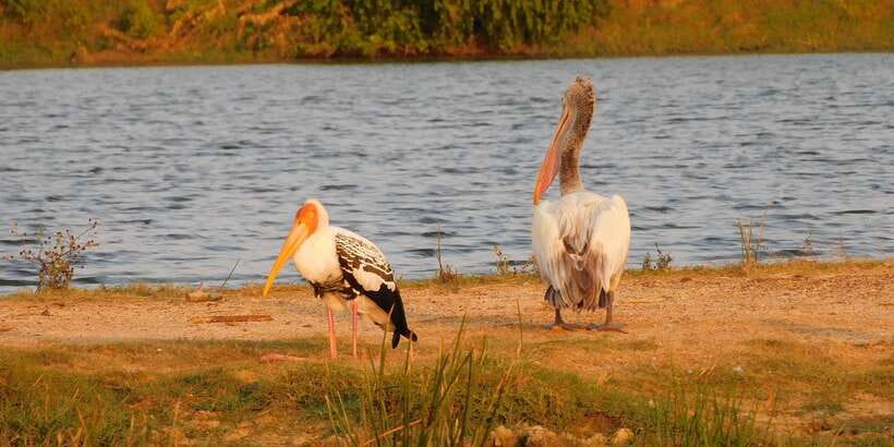 Yala Safari Tour from Hambantota Port area (Shore Excursion) - Included Perks That Save You Money and Hassle