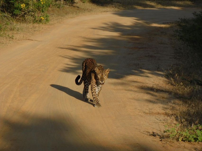 Yala Safari Tour from Hambantota Port area (Shore Excursion) - When Things Go Off Plan: The Biggest Practical Snags