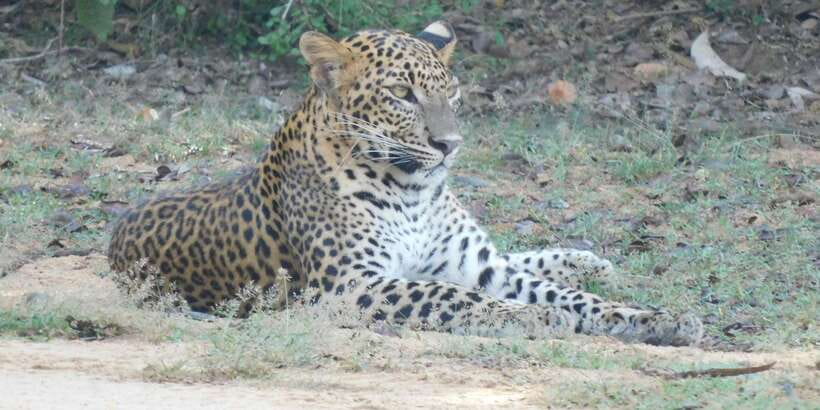 Yala Safari Tour from Hambantota Port area (Shore Excursion) - Who Should Book This Yala Safari?